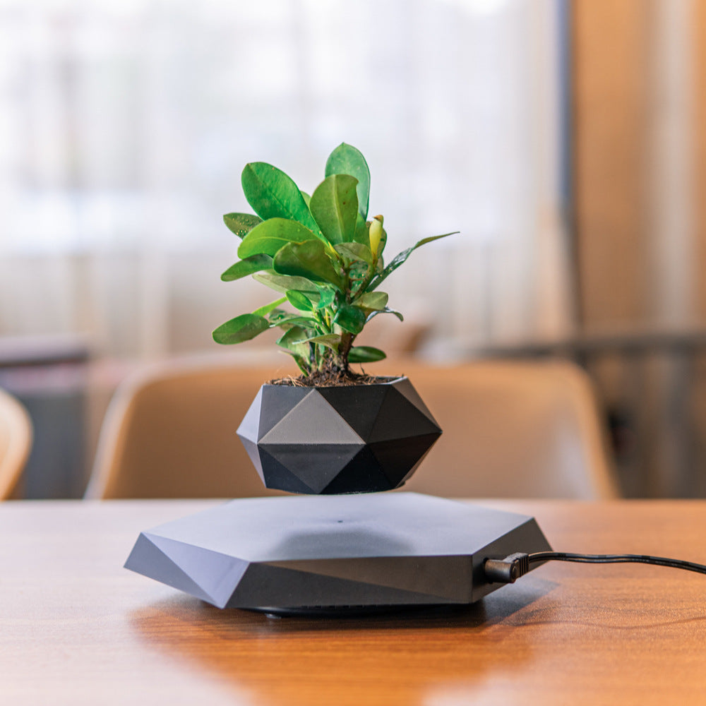 Levitating Bonsai Plant