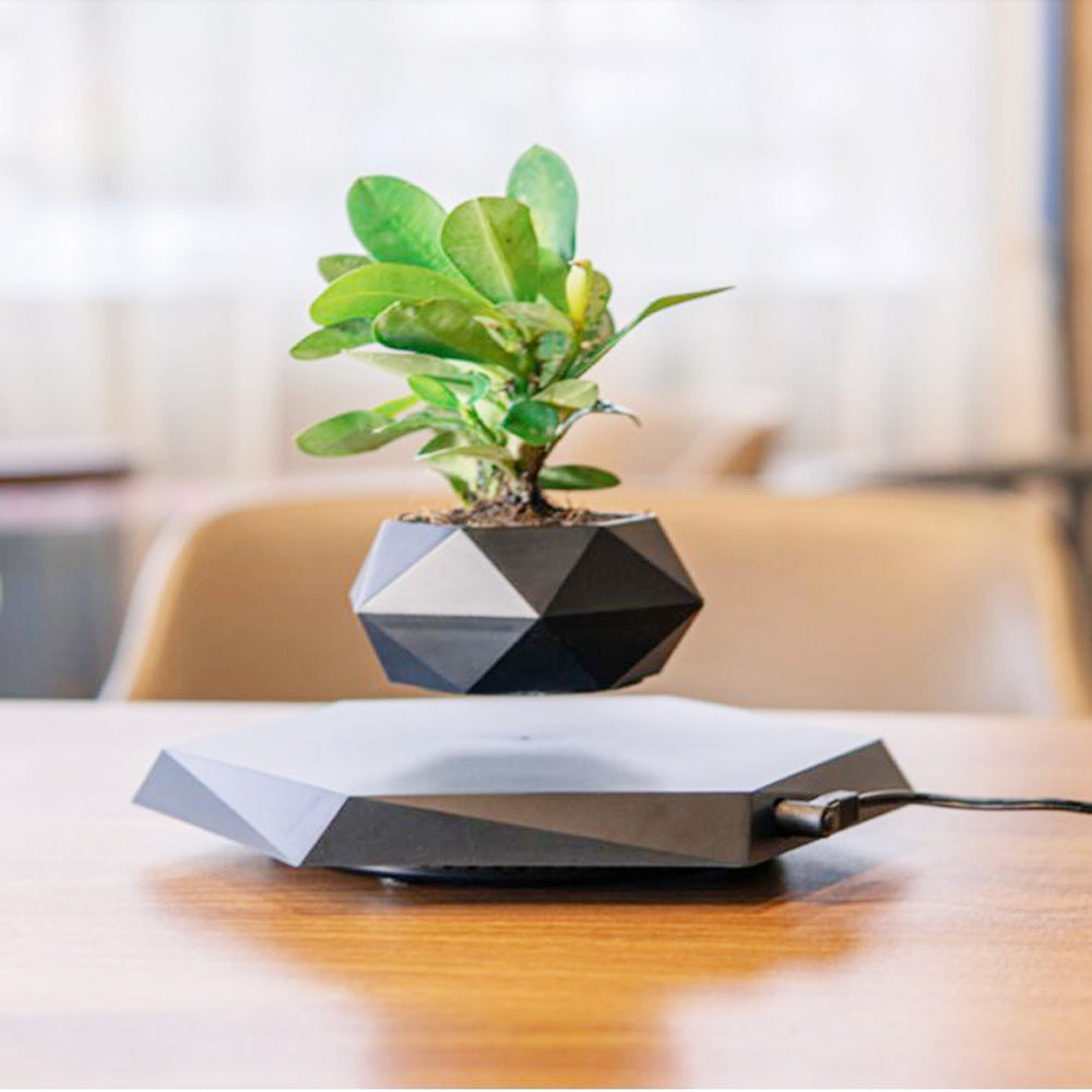 Levitating Bonsai Plant